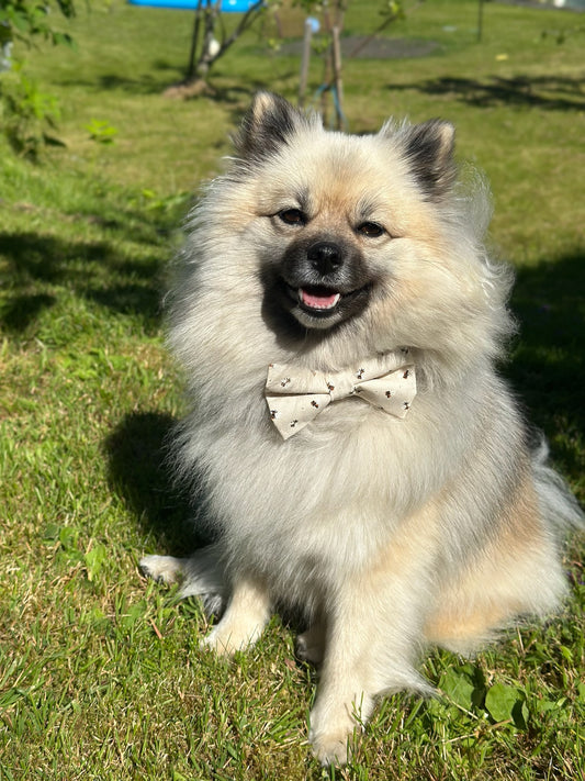 Klassisk Sløyfe - Off White med Bier