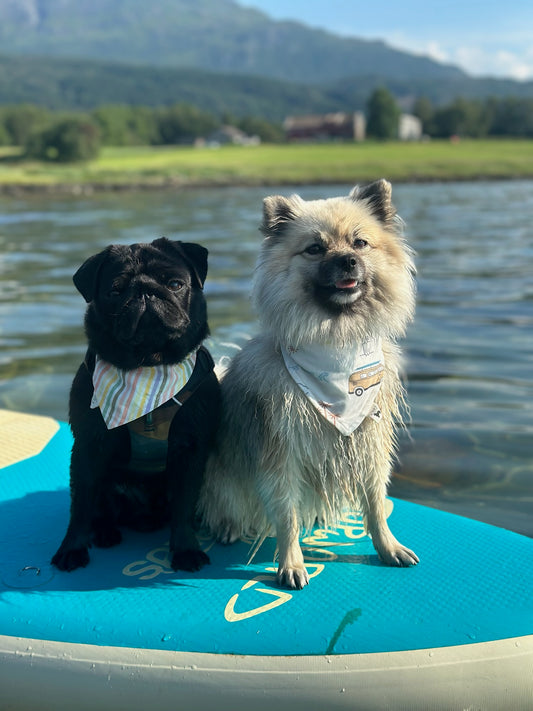 Modern - Beach Cruiser