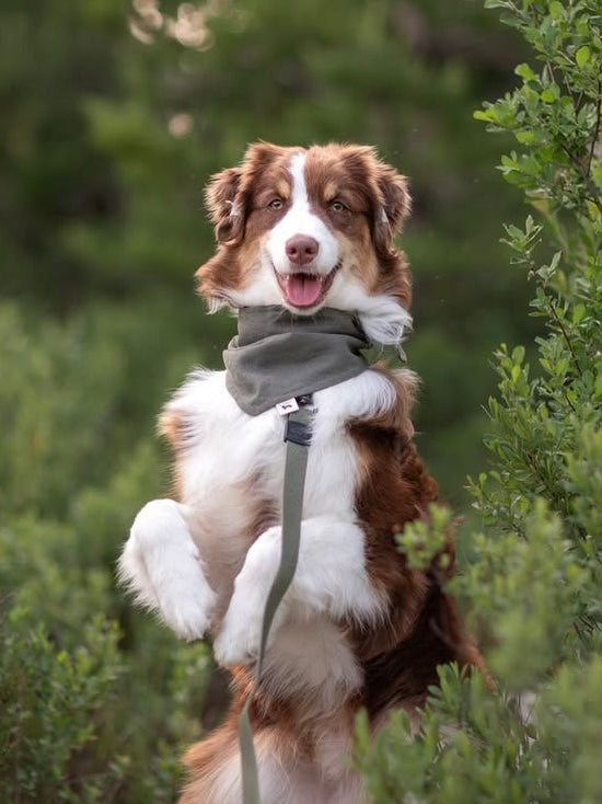 Modern - Khaki Grønn