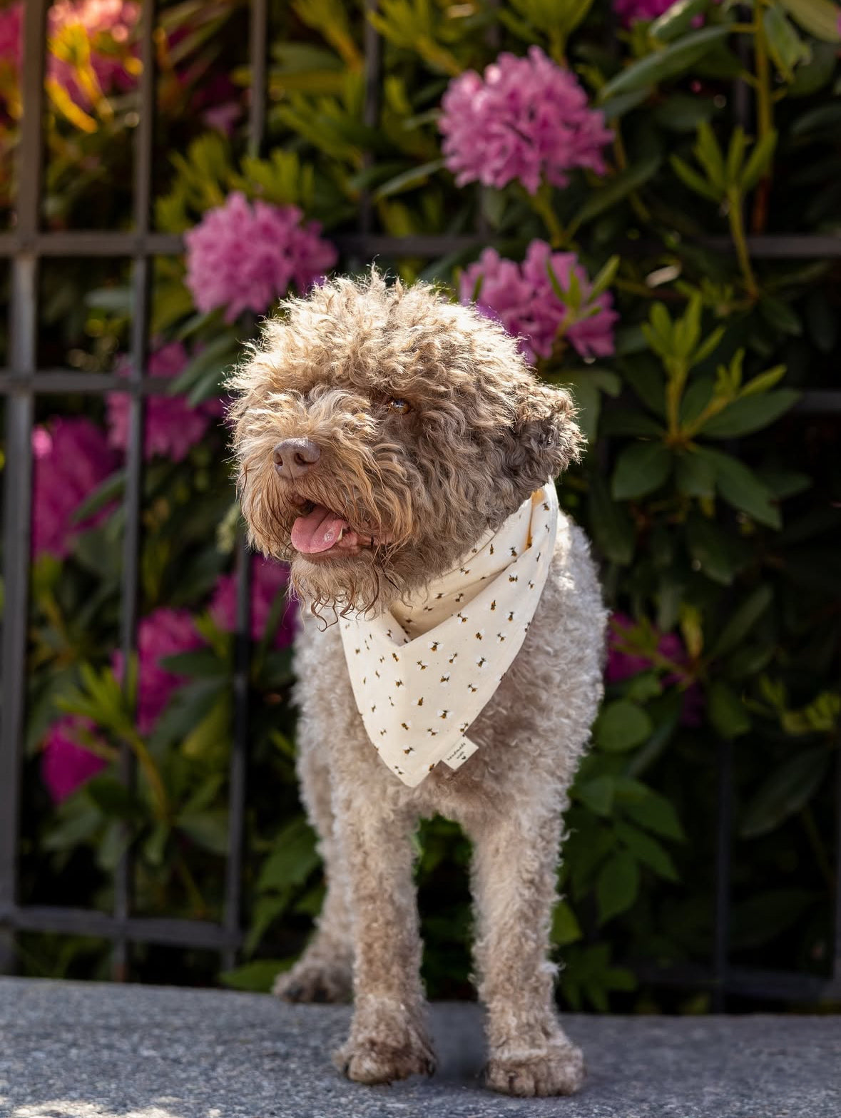 Modern - Off White med bier