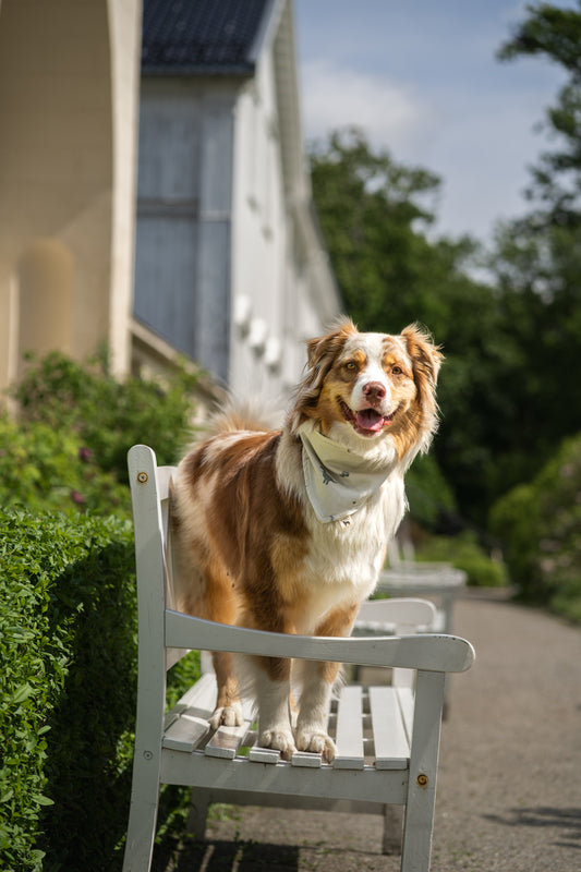 Modern - Off White med dinosaur