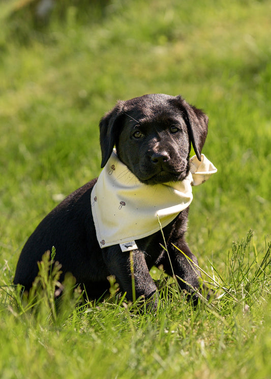 Modern - Beige med sopp