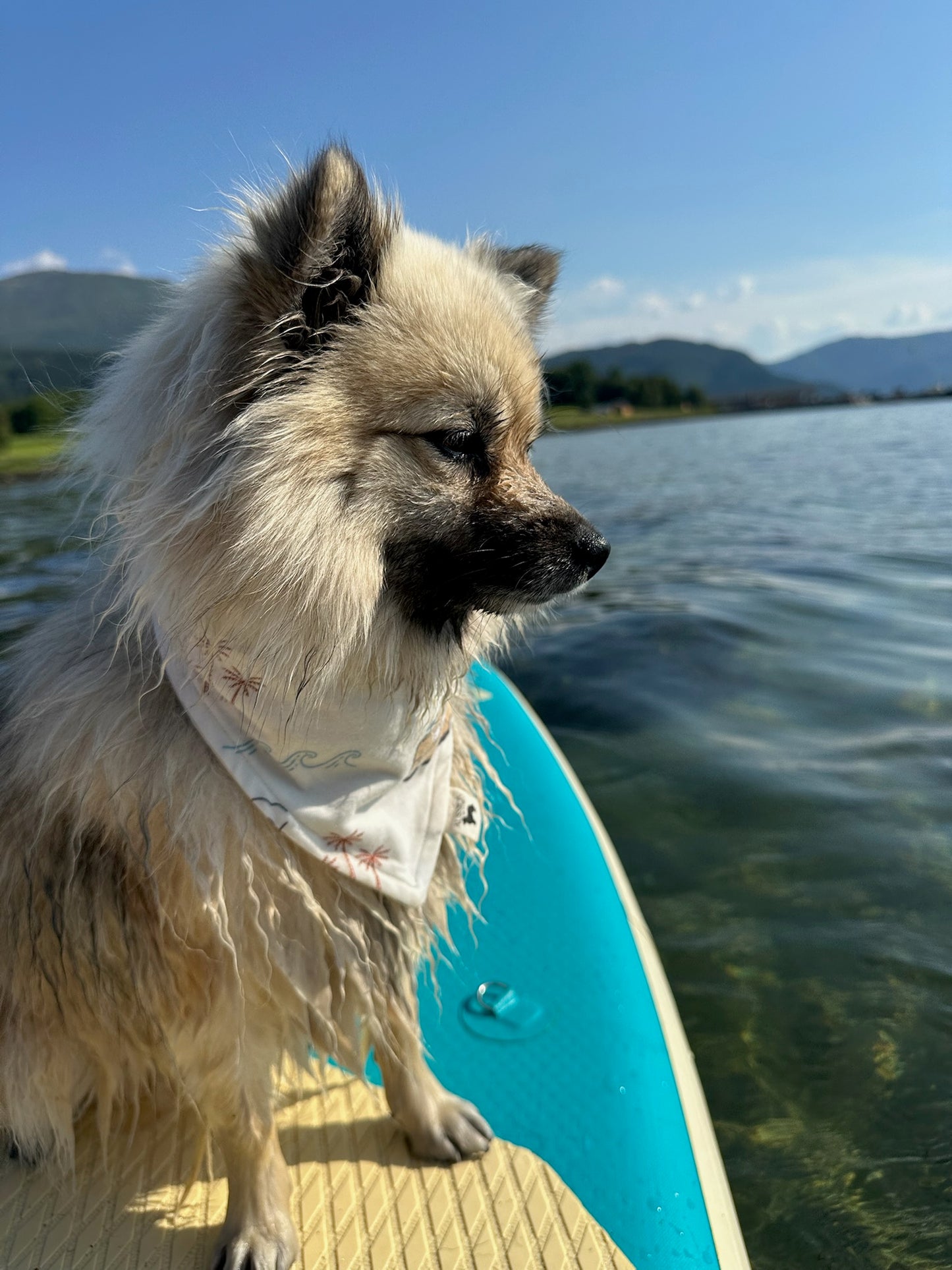 Modern - Beach Cruiser