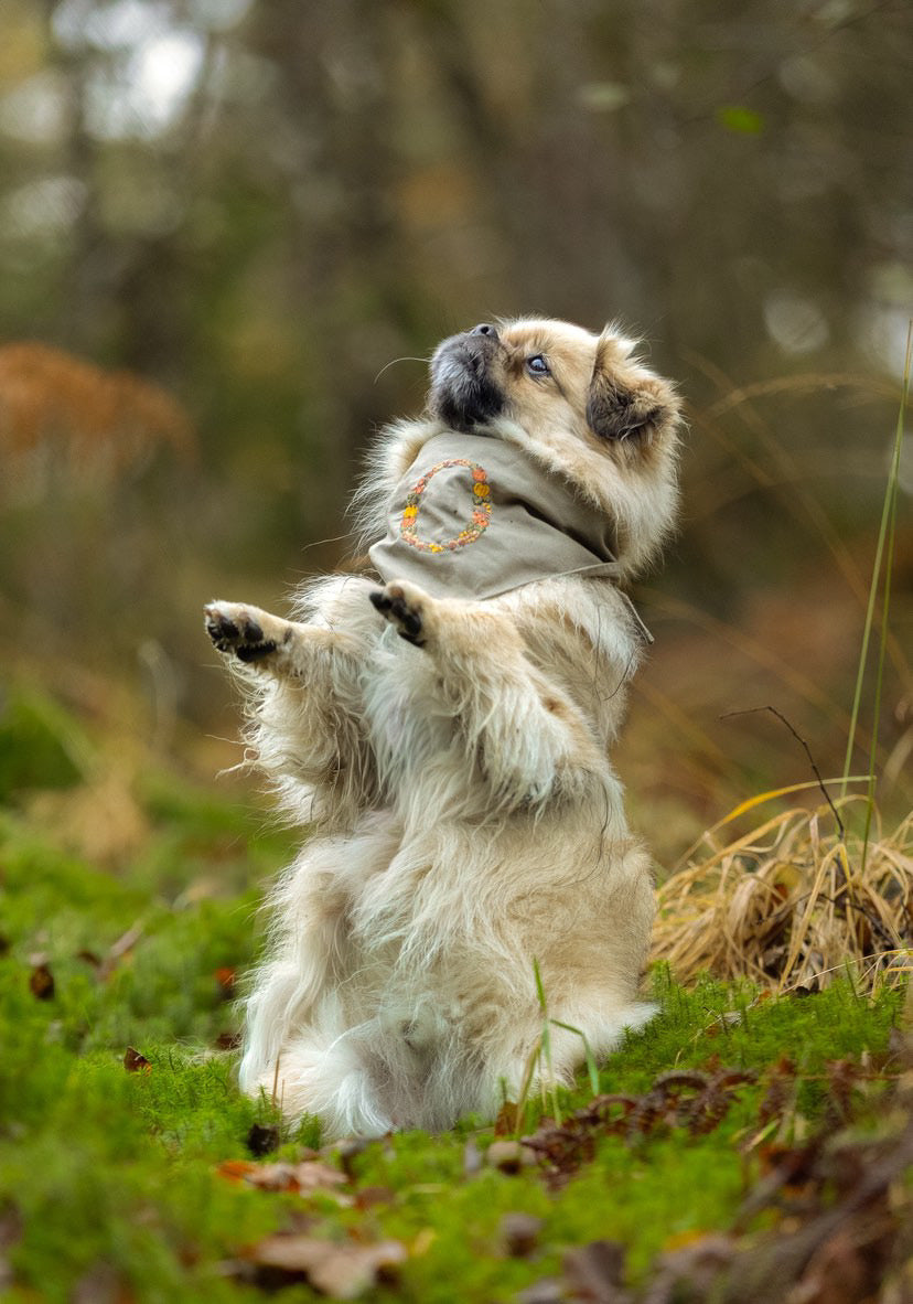 Modern - Høstinitial