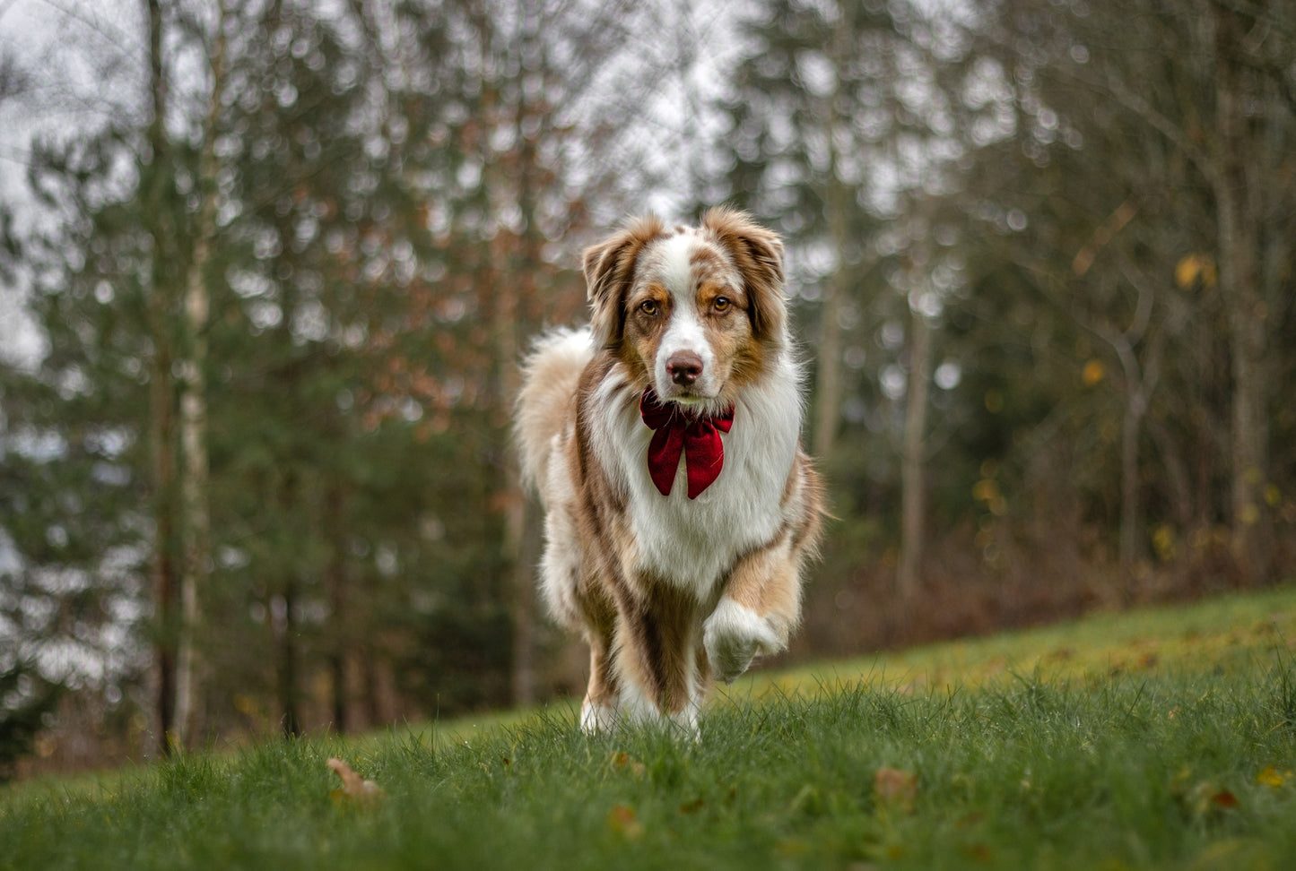 Vintage sløyfe - Rød lin
