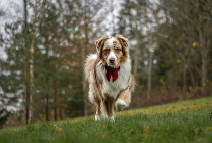 Vintage sløyfe - Rød lin