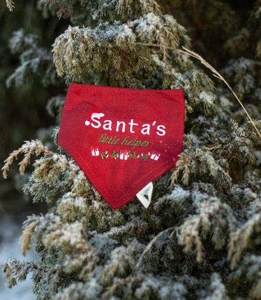 Santa's little helper